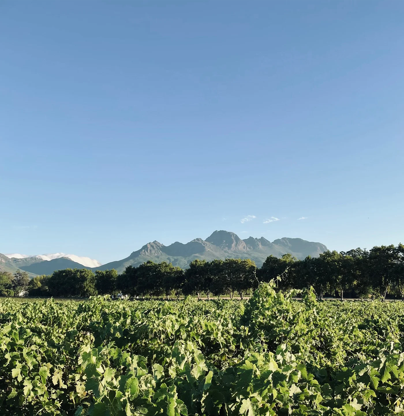 Blaauwklippen - Venue Hire